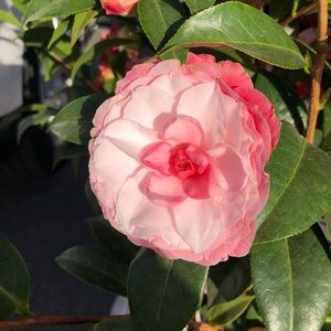 Meet your Posher, Karen